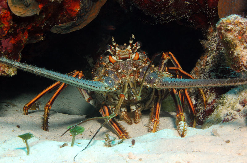 California spiny lobster (Panulirus interruptus). Photo: californiadiver.com