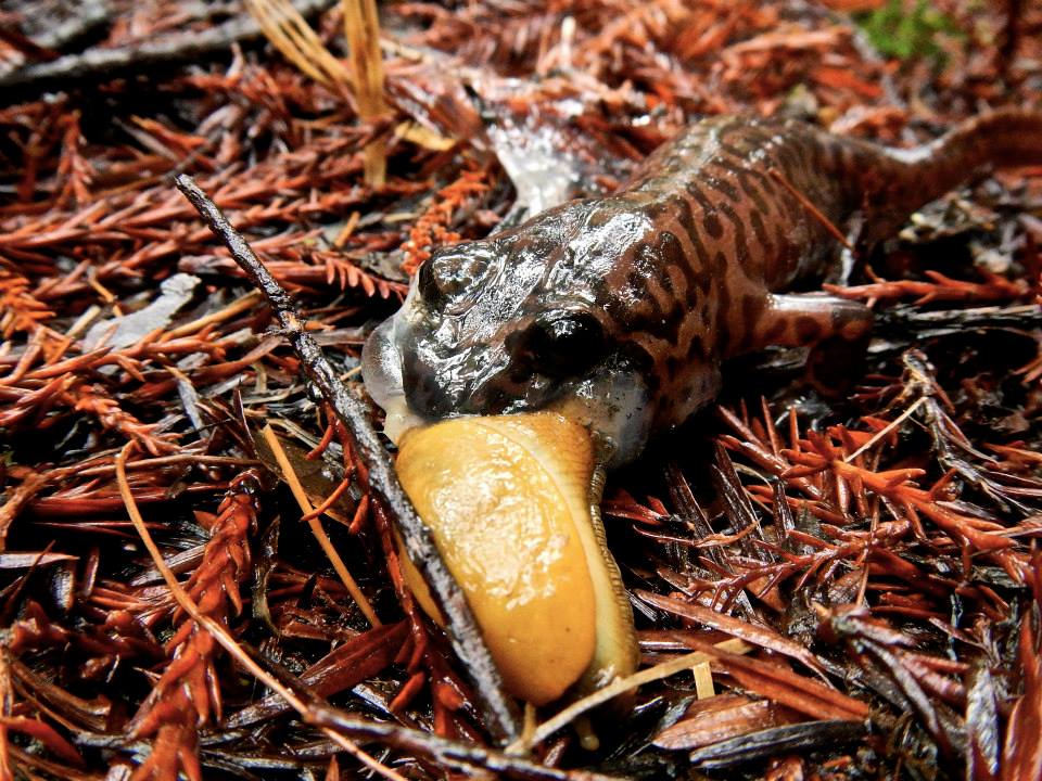 California giant salamander (Dicamptodon ensatus) eating a banana slug (Ariolimax californicus). Pacific Giant Salamanders are one of the only predators of the slimy banana slug, whose mucus offers it protection from most predators. Photo by Alicia Fennell, San Mateo, CA.